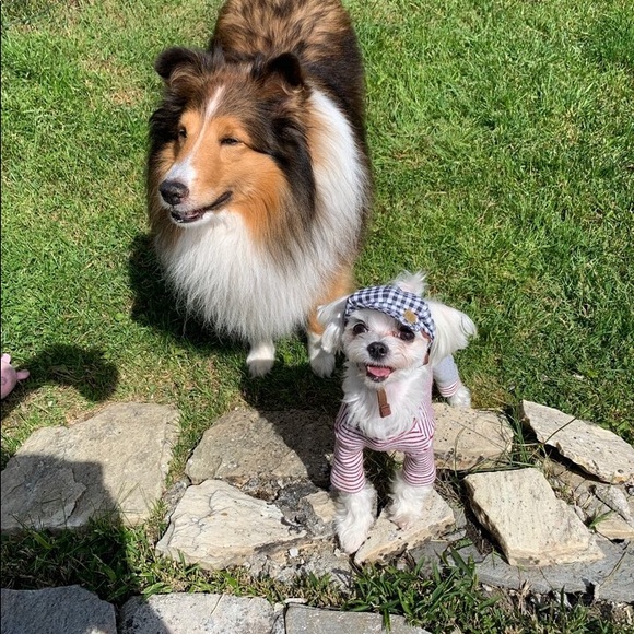 Dog hat - Picture 6 of 8